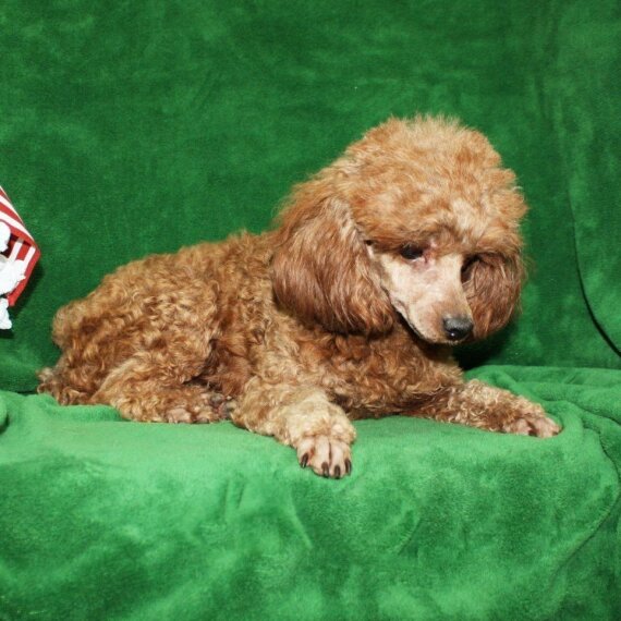 Poodle