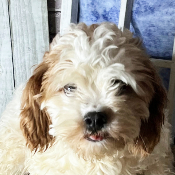 Cavapoo