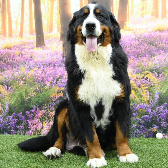 Bernese Mountain Dog
