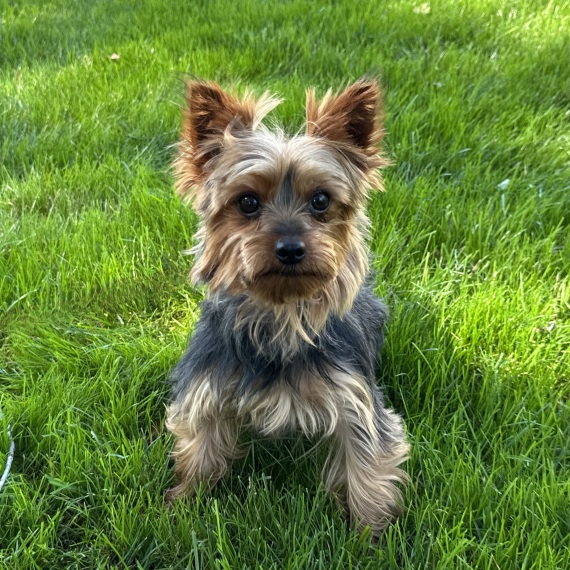 Yorkshire Terrier