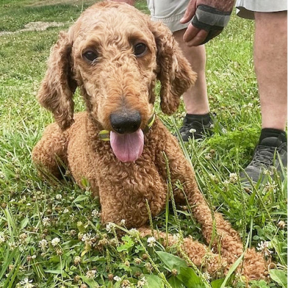Poodle