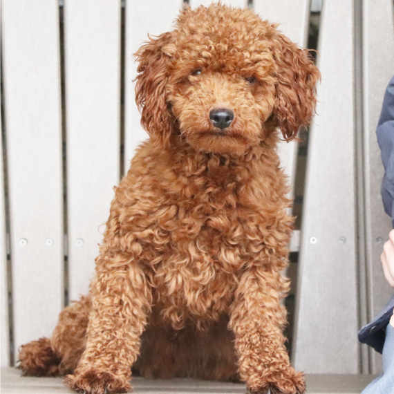 Poodle
