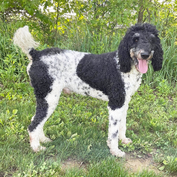 Poodle