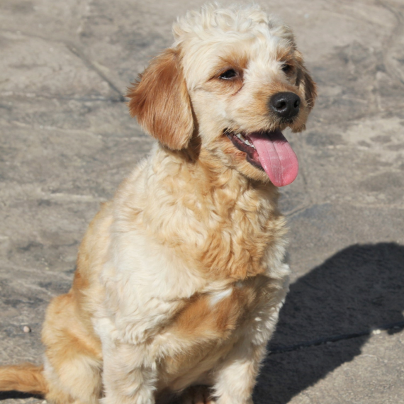 Goldendoodle