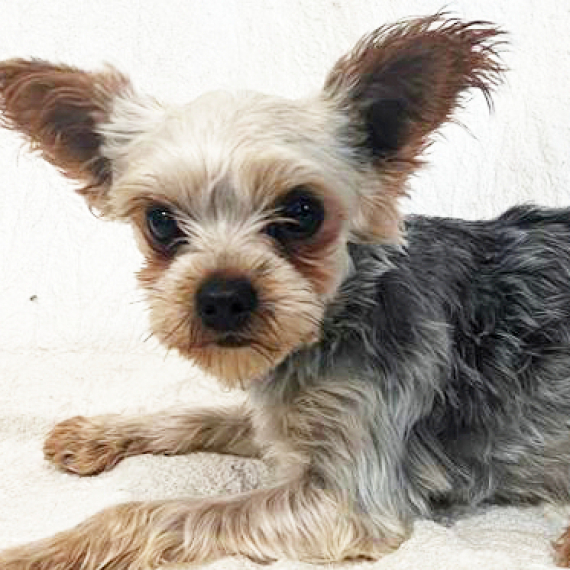 Yorkshire Terrier