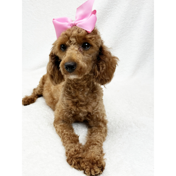 Poodle
