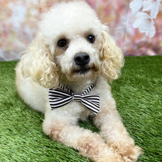 Poodle