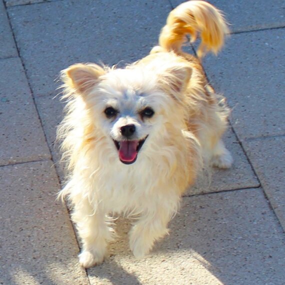 Chihuahua