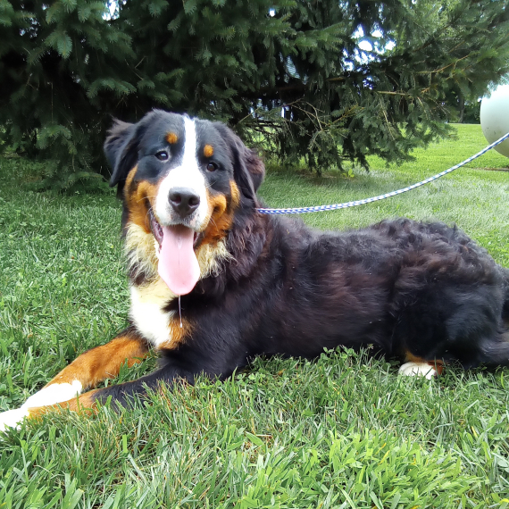 Bernese Mountain Dog