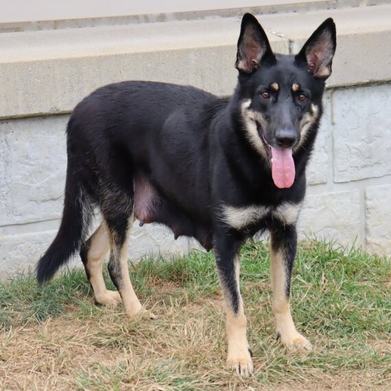 German Shepherd Dog