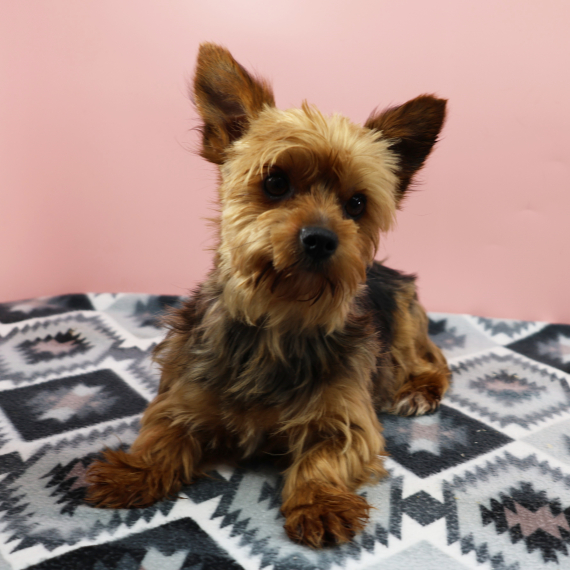 Yorkshire Terrier