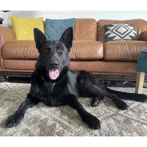 German Shepherd Dog
