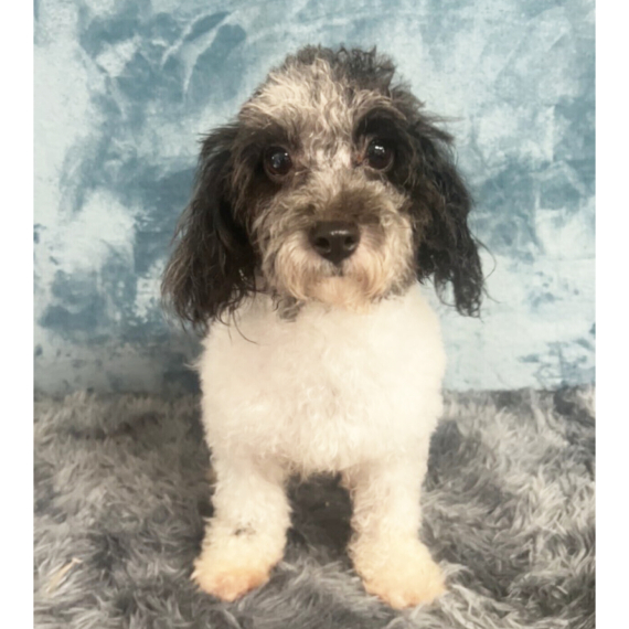 Poodle