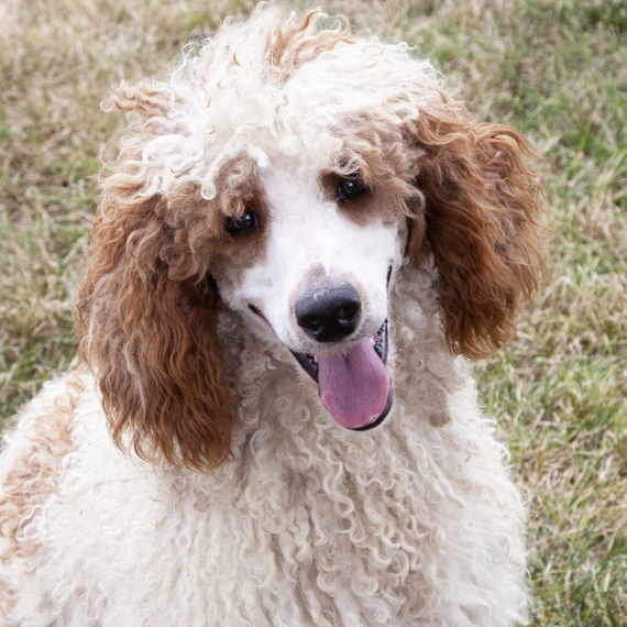 Poodle