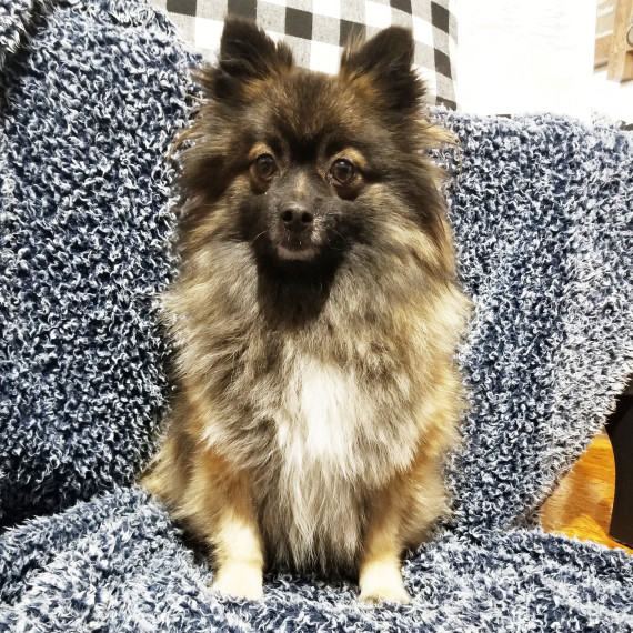 Pomeranian