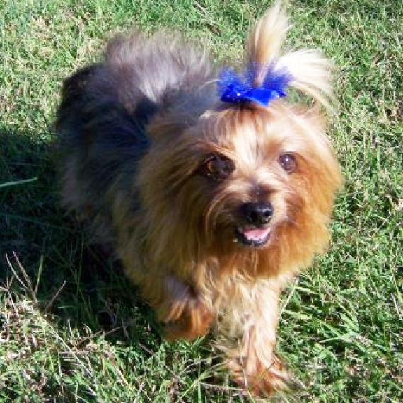 Yorkshire Terrier