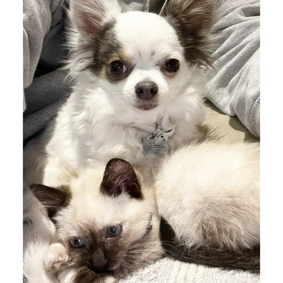 Chihuahua
