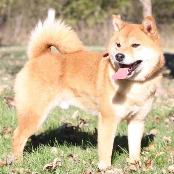 Shiba Inu