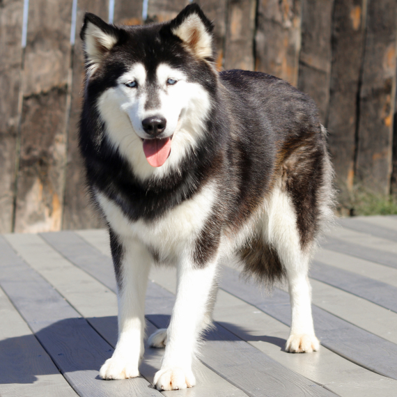 Siberian Husky
