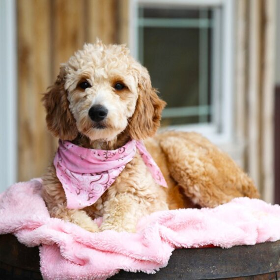 Goldendoodle