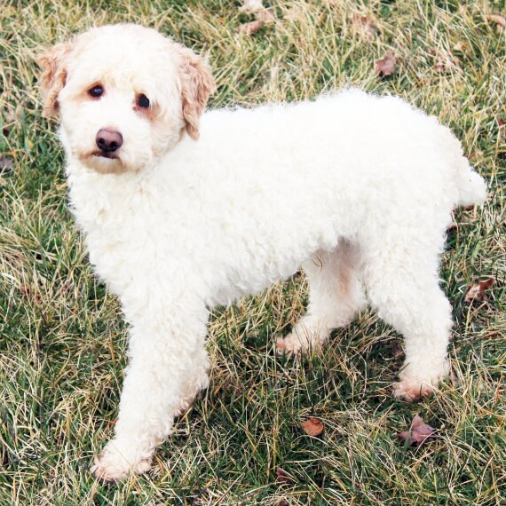 Poodle