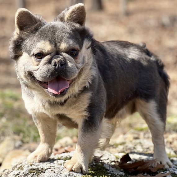 French Bulldog