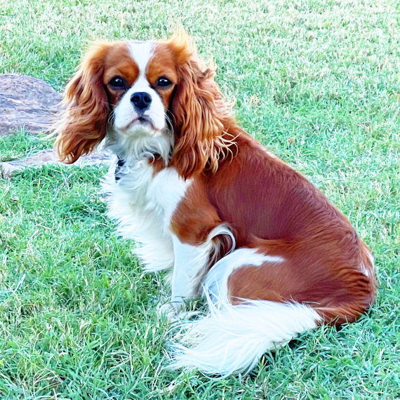Cavalier King Charles Spaniel