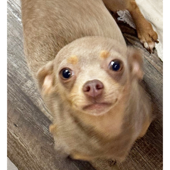 Chihuahua