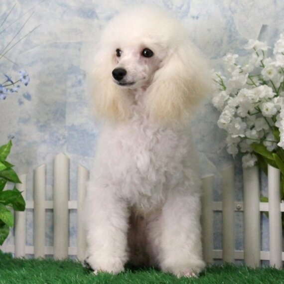 Poodle