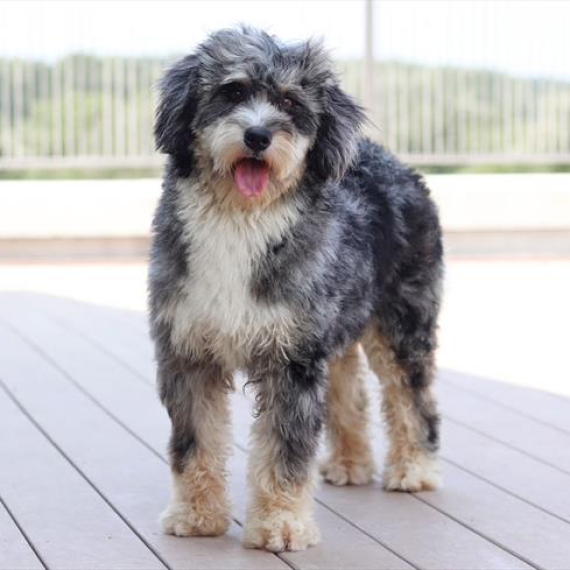 Bernedoodle