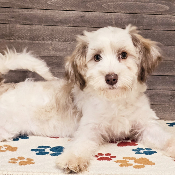 Havanese