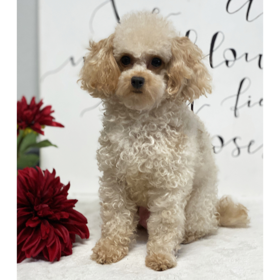 Poodle