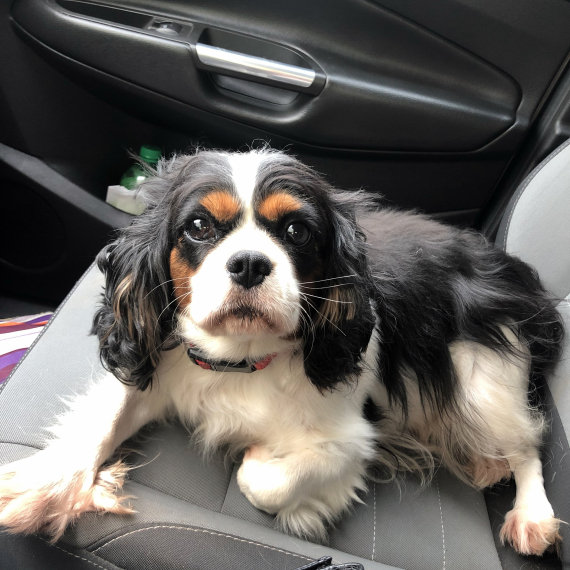 Cavalier King Charles Spaniel