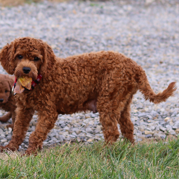 Cavapoo