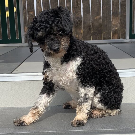 Poodle