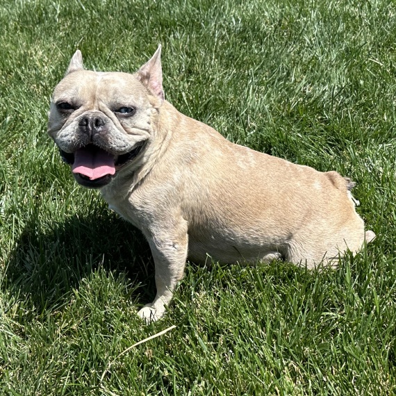 French Bulldog