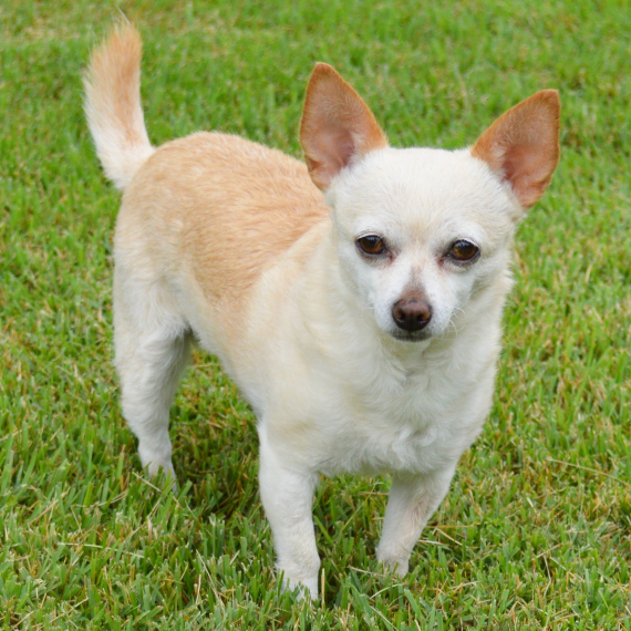 Chihuahua