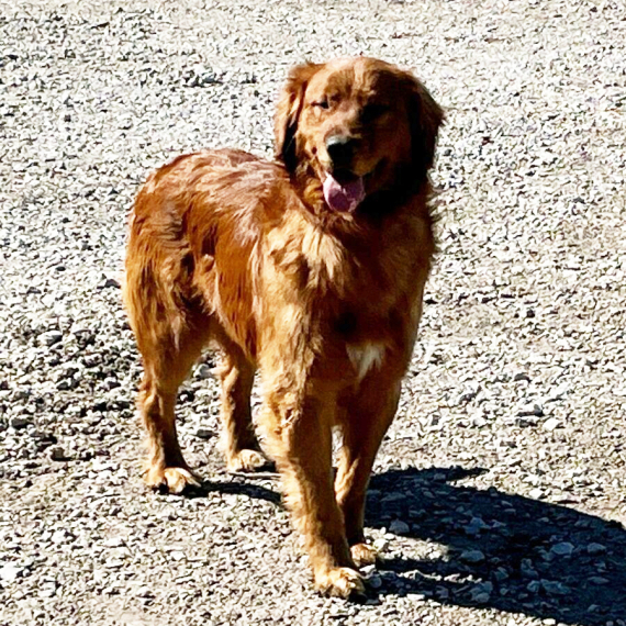 Golden Retriever