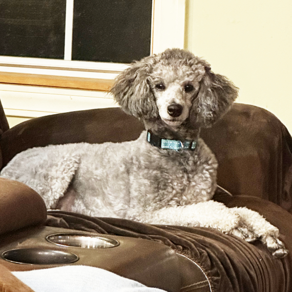 Poodle