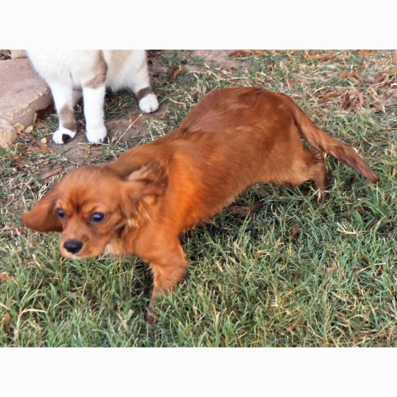 Cavalier King Charles Spaniel