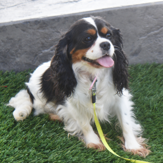 Cavalier King Charles Spaniel