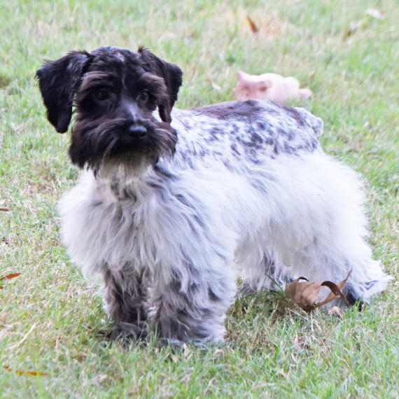 Miniature Schnauzer