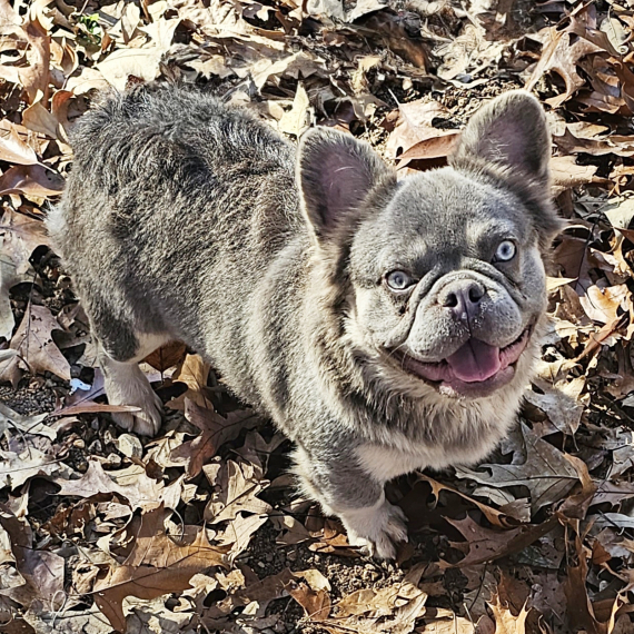 French Bulldog