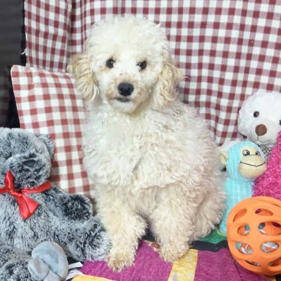 Poodle