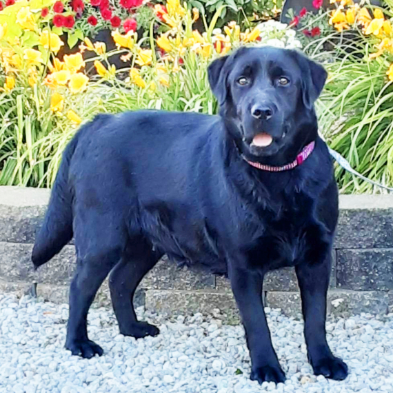 Labrador Retriever