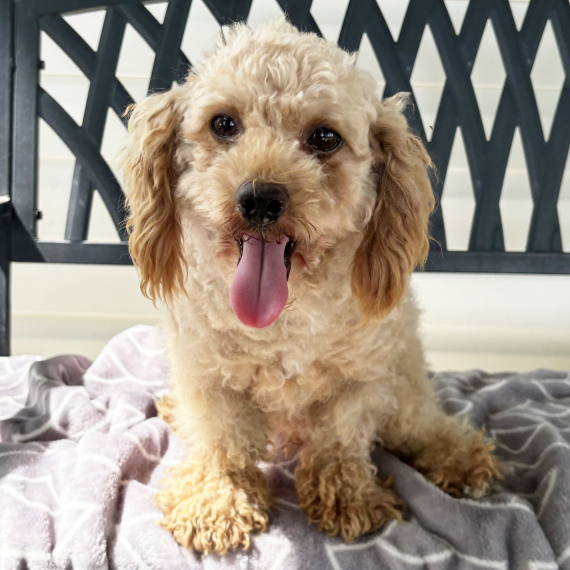 Poodle