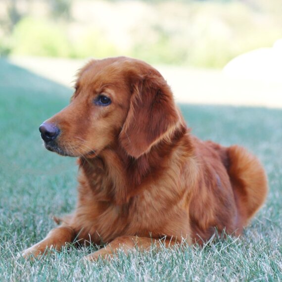 Golden Retriever
