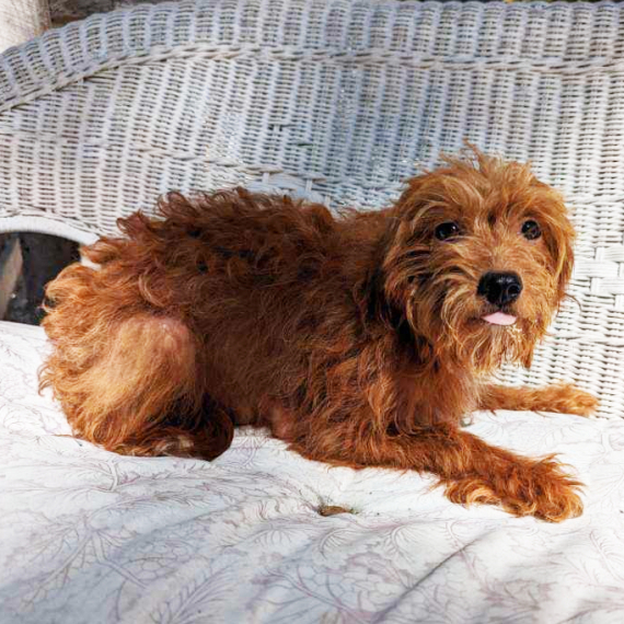 Cavapoo