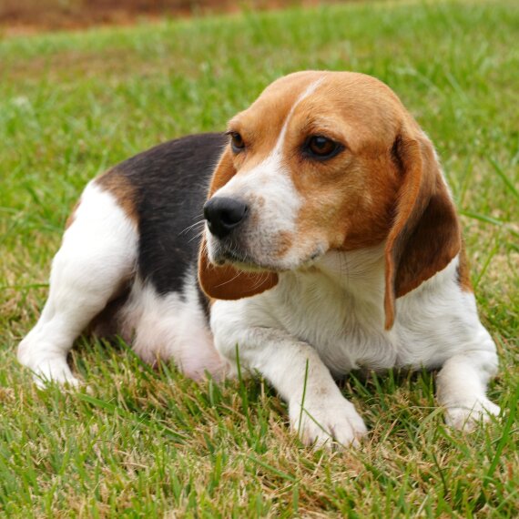 Beagle