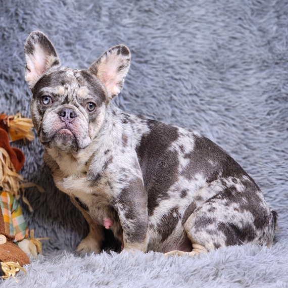 French Bulldog
